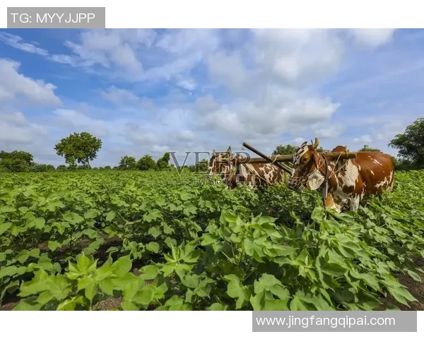 公牛在文化象征、生态保护与现代农业中的多重角色解析